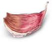 Zamar Wings